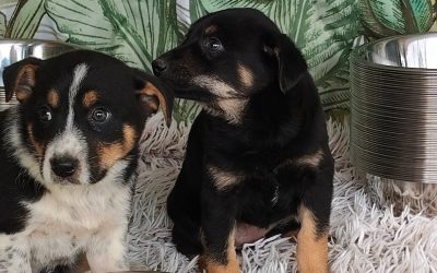 Adăposturile ASPA, închise de Paște: Când revin la program normal