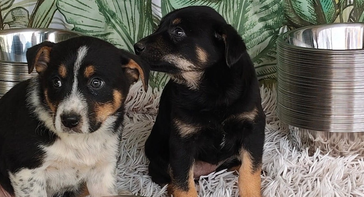 Adăposturile ASPA, închise de Paște: Când revin la program normal