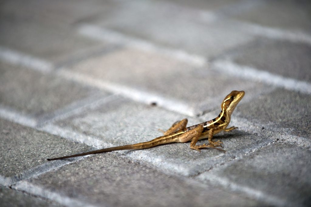 Animalele sălbatice, tot mai prezente în orașe: Cum se adaptează uluitor