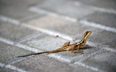 Animalele sălbatice, tot mai prezente în orașe: Cum se adaptează uluitor