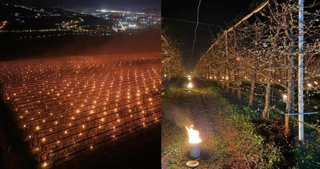 Arderea Cireșelor: Pomicultor din România a ars 40.000 de euro, salvând recolta