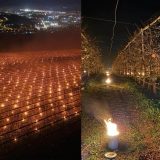 Arderea Cireșelor: Pomicultor din România a ars 40.000 de euro, salvând recolta