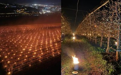 Arderea Cireșelor: Pomicultor din România a ars 40.000 de euro, salvând recolta