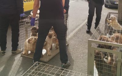 Zeci de câini, salvați din INFERNUL unui apartament din Sectorul 4, București