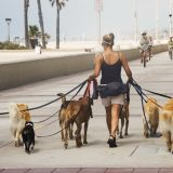 Câți ore are voie să stea câinele legat Azi în România