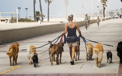 Câți ore are voie să stea câinele legat Azi în România