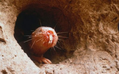 Ce animal identifică hrana CU DINȚII? Test de cultură generală