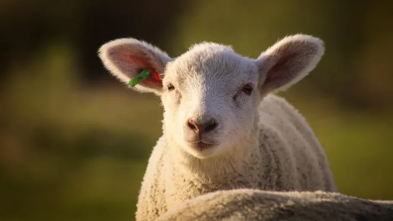 Mielul de Paște 2026: Prețuri-șoc în lidl, kaufland, auchan, selgros și la cocoș