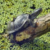 Neanderthalienii din Germania: Copiii vânau țestoase, dar nu pentru mâncare