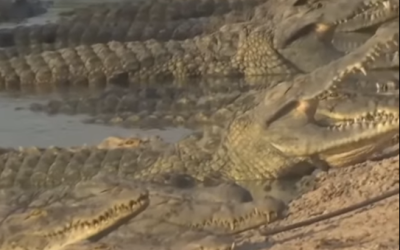 India: Șerpi și crocodili împotriva imigranților din Bangladesh