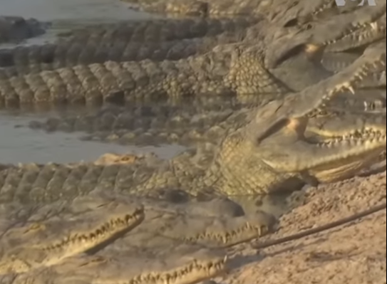 India: Șerpi și crocodili împotriva imigranților din Bangladesh