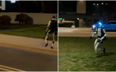 Robotul Edward, vedeta din Varșovia: Cum a gonit mistreții pe străzi