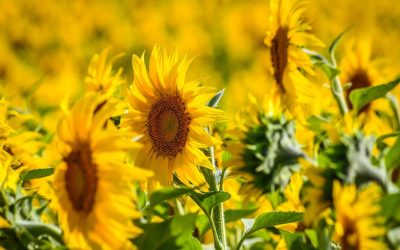 România, lider mondial la floarea-soarelui: Depășește Franța! Recoltă record în 2026