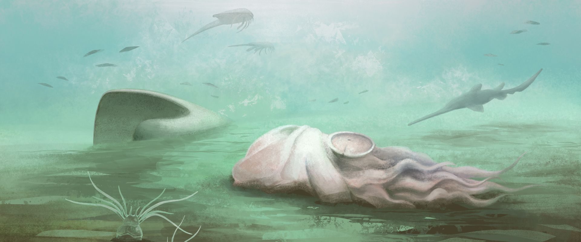 Fosila „caracatiței”: Scanările au arătat că nu e ce pare!