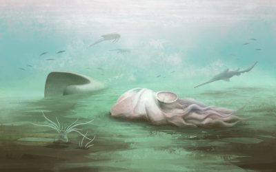 Fosila „caracatiței”: Scanările au arătat că nu e ce pare!