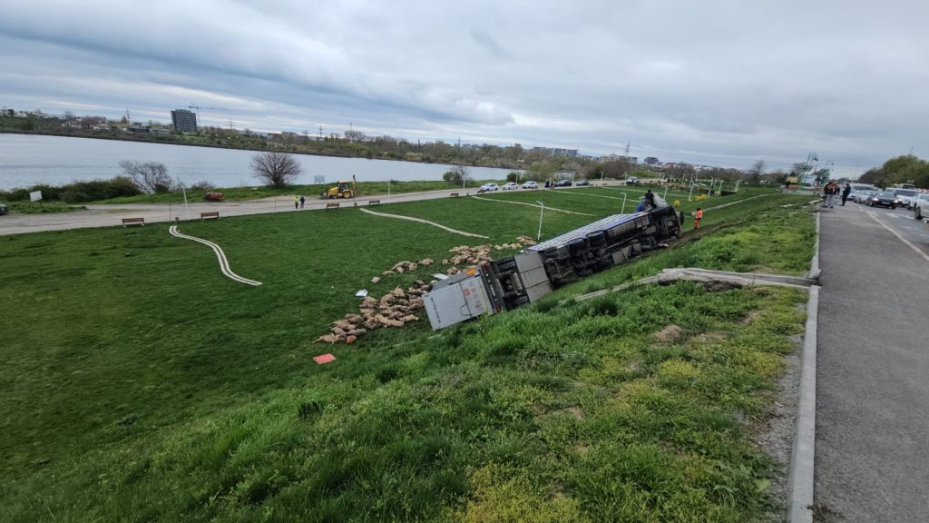 Camion cu oi răsturnat: 160 de animale au murit pe șosea