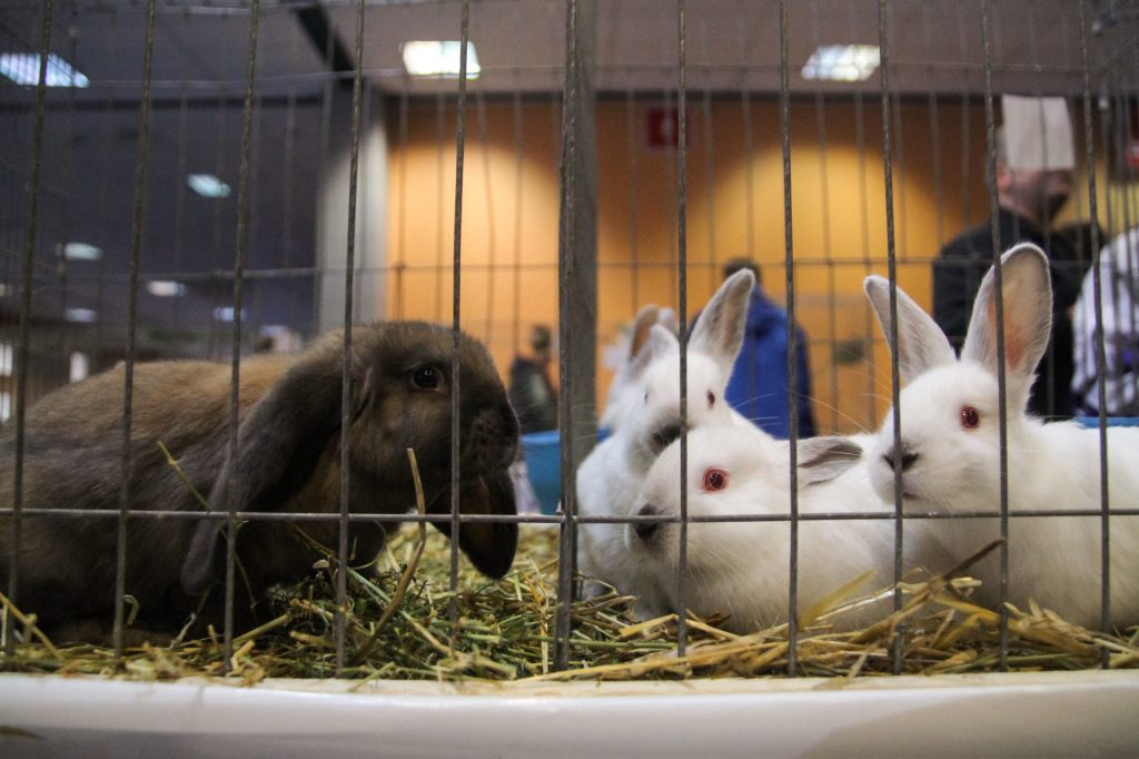 Iepurașii abandonați după Paște: Specialiștii trag semnalul de alarmă