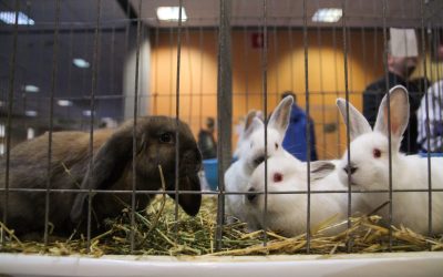 Iepurașii abandonați după Paște: Specialiștii trag semnalul de alarmă