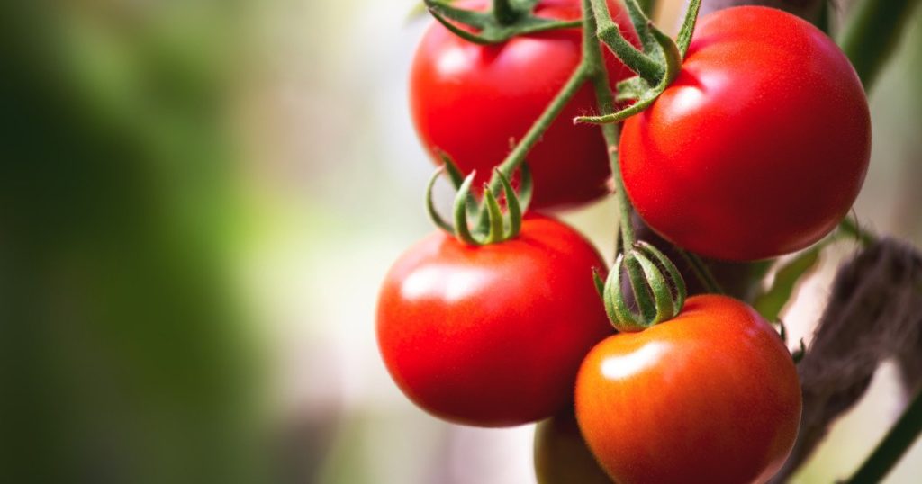 Prețul roșiilor de Olt ajunge la 42 de lei pe kilogram: Producătorii invocă costurile mari de producție SLATINA – Consumatorii care își doresc roșii proaspete direct de la producător din județul Olt scot din buzunar o sumă considerabilă