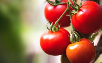 Prețul roșiilor de Olt ajunge la 42 de lei pe kilogram: Producătorii invocă costurile mari de producție SLATINA – Consumatorii care își doresc roșii proaspete direct de la producător din județul Olt scot din buzunar o sumă considerabilă