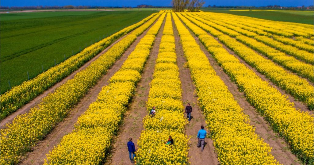 Tensiuni SUA-Iran: Piețe agricole sub presiune. Expertul Cezar Gheorghe: România, ferită de penurie