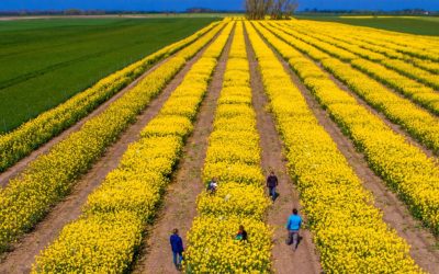 Tensiuni SUA-Iran: Piețe agricole sub presiune. Expertul Cezar Gheorghe: România, ferită de penurie