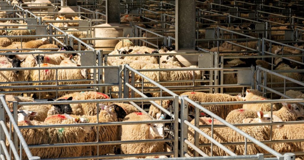 ALGERIA vrea un milion de oi din România în 2027: Exporturile vor include și carne de oaie Autoritatea Națională Sanitară Veterinară și pentru Siguranța Alimentelor (ANSVSA) a anunțat că ALGERIA și-a exprimat oficial intenția de a importa din România peste un milion de ovine în anul 2027