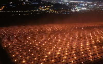 Cum protejează o fermă din Cluj cireșii de ger: „40.000 de euro pe foc”