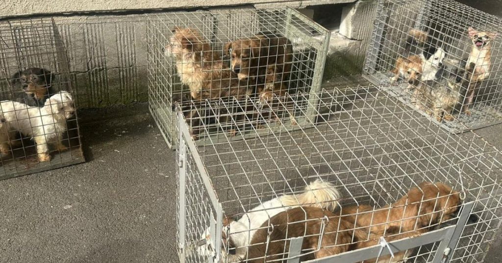 Blocul groazei din București: 25 de câini salvați de ASPA din apartamentul-iad