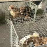 Blocul groazei din București: 25 de câini salvați de ASPA din apartamentul-iad