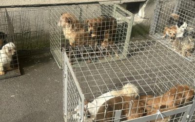 Blocul groazei din București: 25 de câini salvați de ASPA din apartamentul-iad