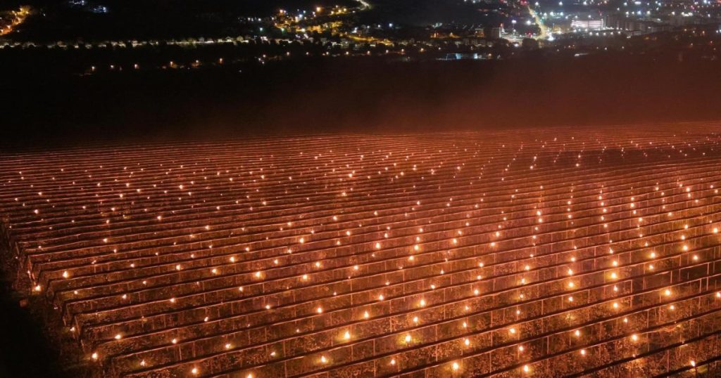 Foc la 40.000 de euro: Salvarea pomilor de îngheț face cireșele scumpe