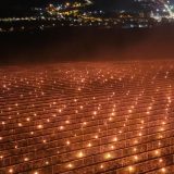 Foc la 40.000 de euro: Salvarea pomilor de îngheț face cireșele scumpe