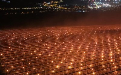 Foc la 40.000 de euro: Salvarea pomilor de îngheț face cireșele scumpe