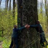 DIANA BUZOIANU salvează copacii seculari: „Vor fi lăsați pentru biodiversitate”