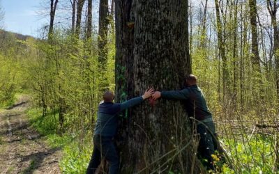 DIANA BUZOIANU salvează copacii seculari: „Vor fi lăsați pentru biodiversitate”