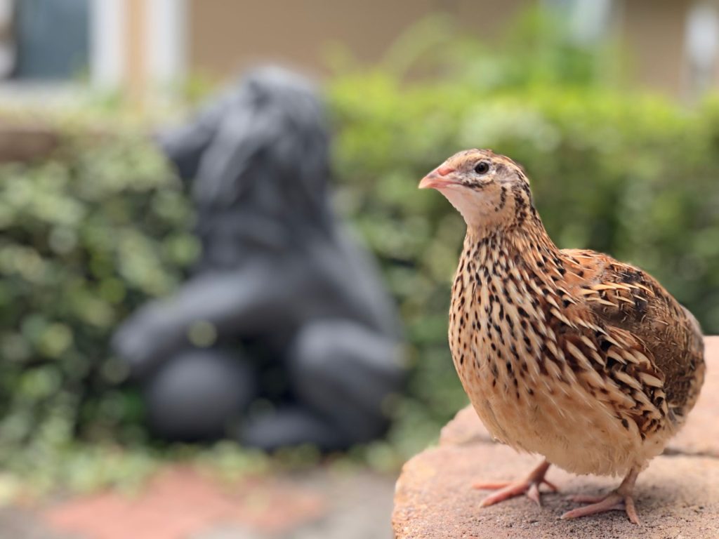 Păsările epuizate: Secretul creșterii puilor dezvăluit