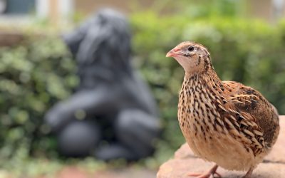 Păsările epuizate: Secretul creșterii puilor dezvăluit