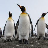 Pinguinul Imperial, pe lista speciilor pe cale de dispariție