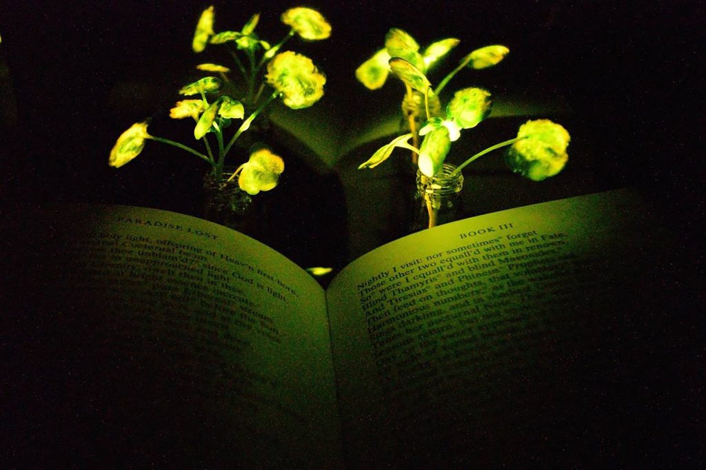 Cercetători au creat plante luminoase: Vor înlocui becurile din orașe?