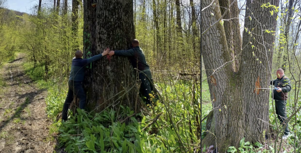 Ministrul Mediului salvează arborii seculari de lângă Iași: Cum au fost opriți copacii (FOTO)