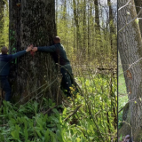 Ministrul Mediului salvează arborii seculari de lângă Iași: Cum au fost opriți copacii (FOTO)