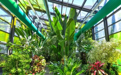 Program special de Paște la Serele Exotice din Parcul Drumul Taberei