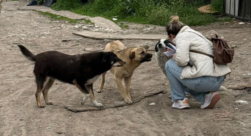 Ilfov extinde sterilizările gratuite pentru câini: Care sunt localitățile vizate?