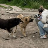 Ilfov extinde sterilizările gratuite pentru câini: Care sunt localitățile vizate?