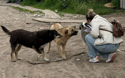 Ilfov extinde sterilizările gratuite pentru câini: Care sunt localitățile vizate?
