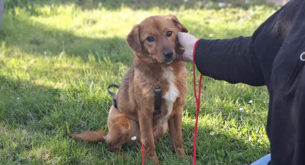 Ilfov: Sterilizări GRATUITE pentru câini. În ce localități se fac campaniile