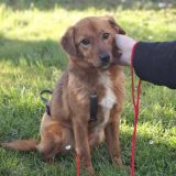 Ilfov: Sterilizări GRATUITE pentru câini. În ce localități se fac campaniile