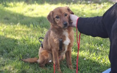 Ilfov: Sterilizări GRATUITE pentru câini. În ce localități se fac campaniile