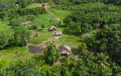 Drumuri ANTICE, vechi de 2.700 de ani, dezvăluite în adâncurile Amazoniei